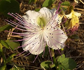 White Capparis Flower Seeds for Planting â€“ NON GMO Seeds