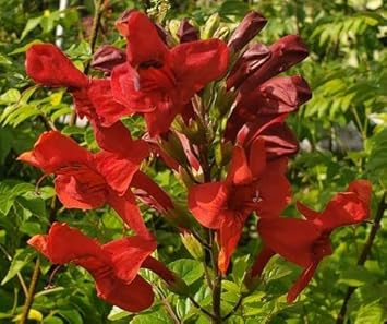 Cape Honeysuckle Flower Seeds in Red - NON GMO Seeds