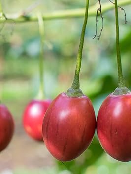 Cyphomandra betacea fruit seeds