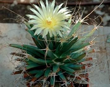 Green Leuchtenbergia Planting Seeds for Garden NON GMO Seeds