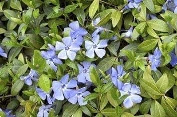Light Blue Periwinkle Vinca Seeds â€“ Organic, Heirloom, Non-GMO Flower Seeds for Planting
