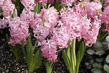 Light Pink Hyacinth Flower Seeds for Planting - NON GMO Seeds