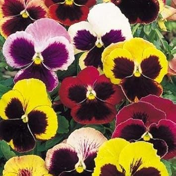 Mixed Pansy Swiss Flower Planting Seeds for Garden -NON GMO Seeds