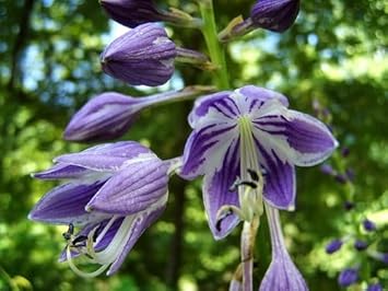 Heirloom Non-GMO Ventricosa Hosta Flower Seeds for Planting - Non-GMO for planting in home garden