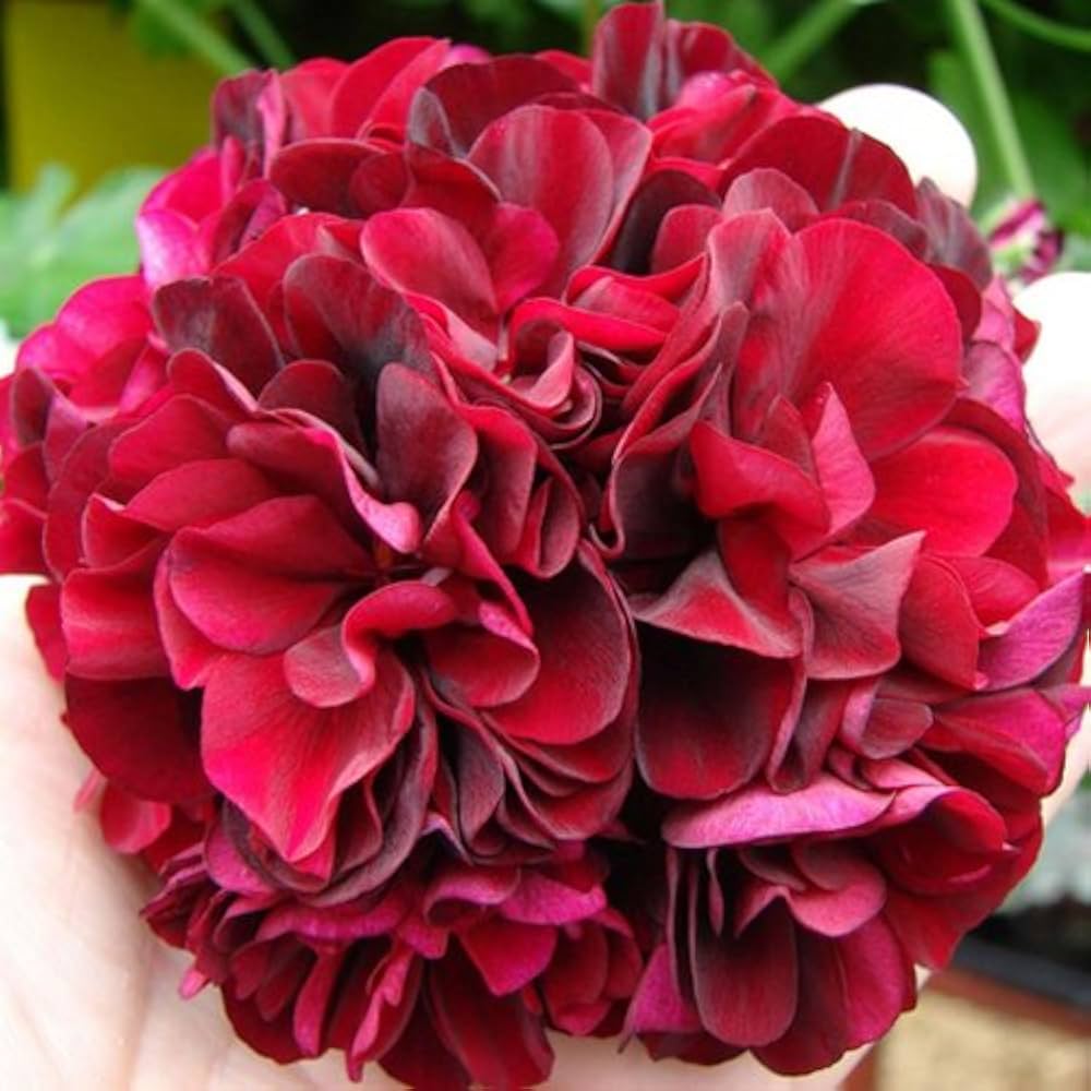 Deep Red Geranium Blooms Heirloom Non-GMO Seeds for Planting for planting in your garden.