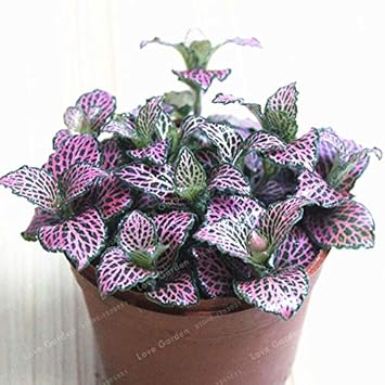 Fittonia Multi-Colour Plant Seeds for Planting - NON GMO Seeds