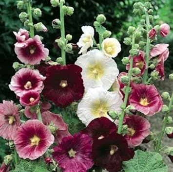 Mixed Hollyhock Flower Seeds 100 Pcs pcs
