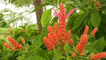 Deep Blue Pachystachys Lutea Seeds for Planting – Organic, Heirloom, Non-GMO