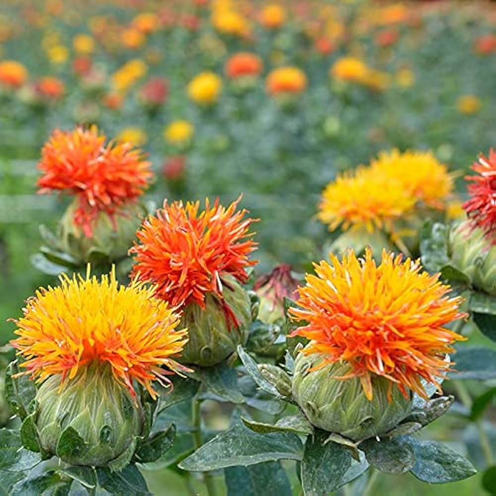 Mixed Carthamus Flower Seeds for Planting - 100 pcs seeds for planting in home garden
