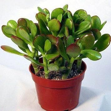 Crassula Plant Seeds for Planting, 100 pcs