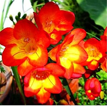 Organic Heirloom Yellow Orange Freesias Flower Seeds – Non-GMO Fragrant Seeds for Planting