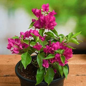 Heirloom Thick Pink Bougainvillea Flower Seeds for Planting ƒ?? Non-GMO, Vibrant Climbing Blooms