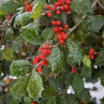 Red Ilex Plant Seeds - A Hardy and Ornamental Shrub for Your Garden 100 Pcs pcs