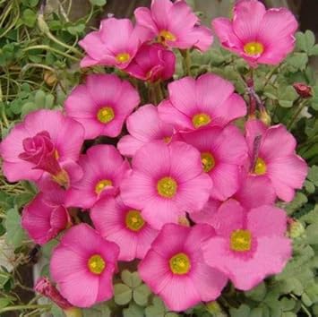 Pink Carpet Oxalis Flower Seeds for Planting - NON GMO Seeds