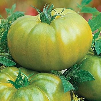 Green Giant Monster Tomato Seeds for Planting - 100 Pcs pcs
