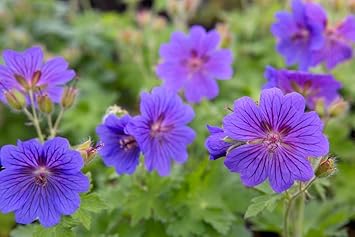 Yellow Geranium Heirloom Non-GMO Seeds for Planting