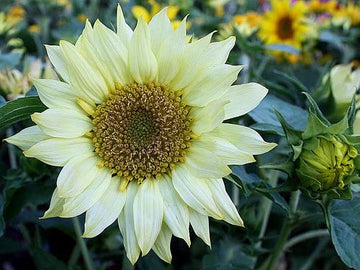 Heirloom Non-GMO Helianthus Flower Seeds for Planting – Bright Sunflower Variety