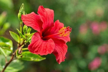 Heirloom Non-GMO Hibiscus Flower Seeds | Fresh Tropical Blooms for Garden & Balcony Planting