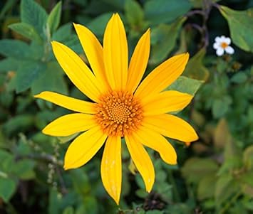 Yellow Diversifolia Flower Seeds for Planting - 100 pcs