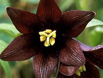 Chocolate Lilly Flower Seeds for Planting - 100 pcs seeds for planting in home garden