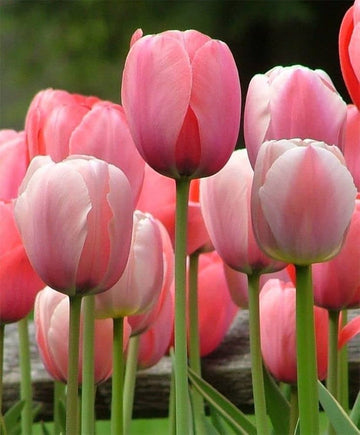 Heirloom Tulip Flower Seeds for Planting 100 pcs
