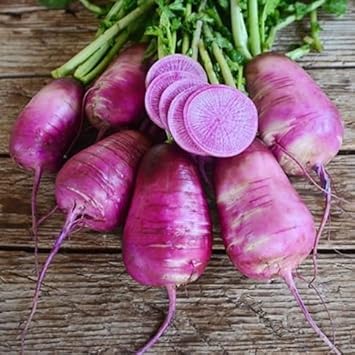 Radish Seeds for Planting, Purple, 100 Pcs pcs
