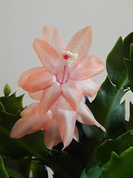 Peach Schlumbergera Flower Planting Seeds for Garden NON GMO Seeds