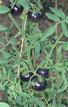 Blue Tomato Seeds for Planting - 100 Pcs pcs