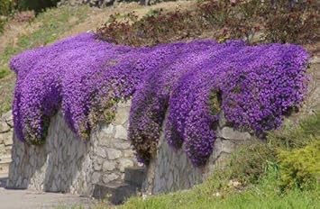 Purple Cress Flower Seeds for Planting, Unique Blooms, 100 pcs for planting in your garden.