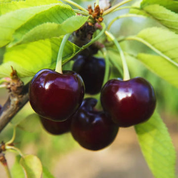 Black Cherry Fruit Seeds