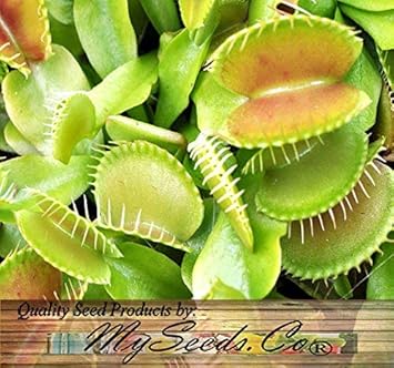 Green Venus Fly Trap Seeds – Heirloom, Non-GMO Carnivorous Plant Seeds for Planting
