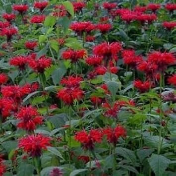 Organic Red Monarda Flower Seeds for Planting – Heirloom, Non-GMO