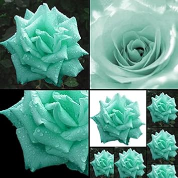 Sea Green Rose Plant Seeds for Garden Heirloom Non-GMO Seeds for Planting and Growing