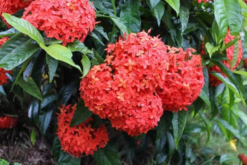 Ixora Flower Seeds for Planting - NON GMO Seeds