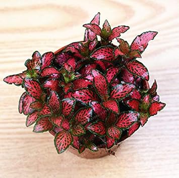 Red Fittonia Verschaffeltii Plant Seeds for Planting - Non GMO & Heirloom Seeds