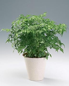 Radermachera Sinica Plant Seeds Scientific Name Placeholder for planting in home garden