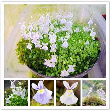 Utricularia Sandersonii Flower Seeds for Planting - Heirloom, NON-GMO Seeds for Garden Growth