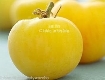 Yellow Tomato Vegetable Seeds for Planting, heirloom & Non-GMO Seeds