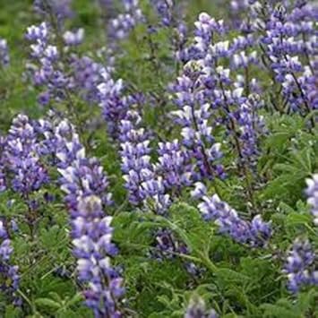 Purple Arroyo Lupine Flower Seeds for Planting ƒ?? Non-GMO, Heirloom Garden Seeds