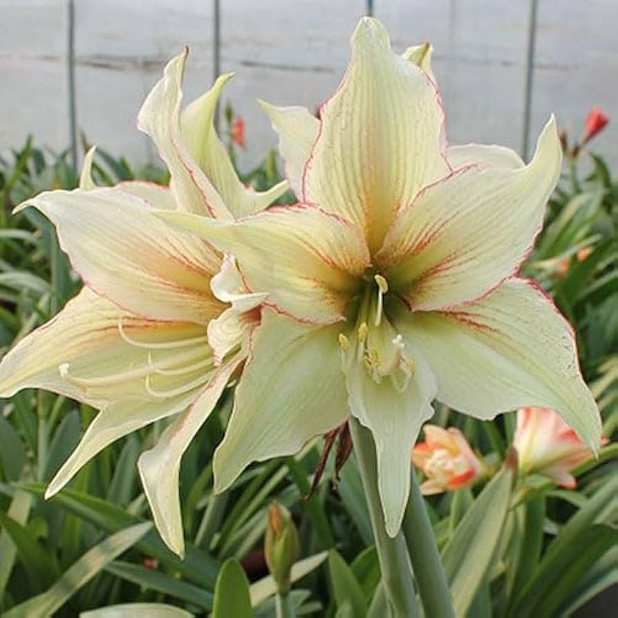 Light Green Hippeastrum Rutilum Flower Seeds – Heirloom Non-GMO Amaryllis Blooms for Exotic Gardens for planting in your garden.