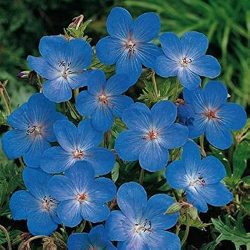 Heirloom Non-GMO Blue Geranium Flower Seeds – Rare Blooms for Planting