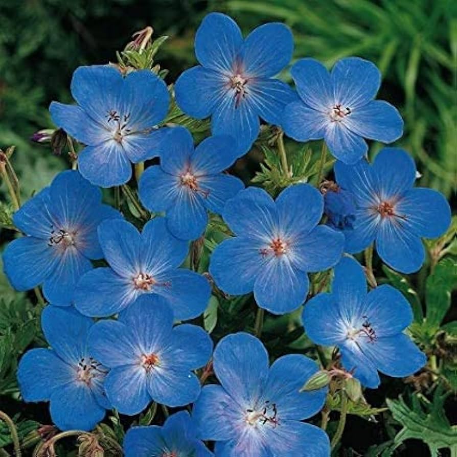 Heirloom Non-GMO Blue Geranium Flower Seeds ƒ?? Rare Blooms for Planting for planting in your garden.