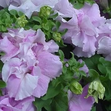 Floribunda Flower Seeds for Planting - NON GMO Seeds