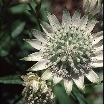 Organic Green White Astrantia Flower Seeds for Planting ƒ?? Heirloom, Non-GMO