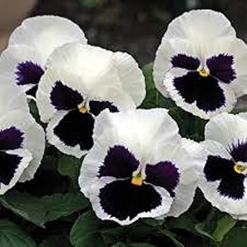 Pansy Flower Seeds in White Black for Garden - 100 pcs