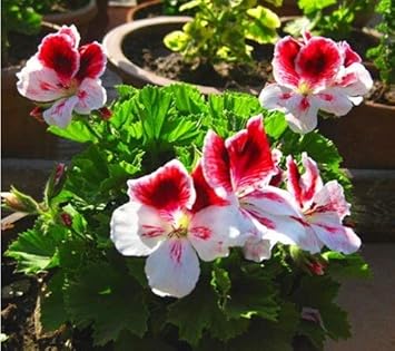 Light Yellow Univalve Geranium Flower Seeds for planting in home garden