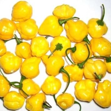 Yellow Chili Seeds for Planting - 100 Pcs pcs