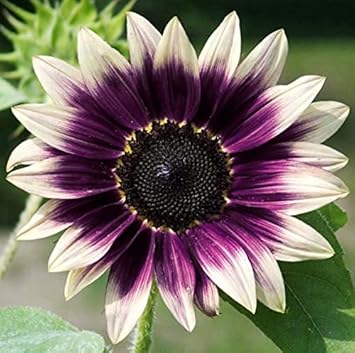 Cream Violet Sunflower Seeds for Planting – Unique Bicolor Blooms | Garden-Ready Non-GMO Seeds