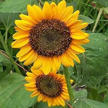 Yellow Sunflower Seeds for Planting â€“ Bright Garden Blooms, Easy to Grow, Non-GMO