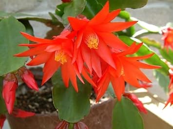 Organic Deep Red Schlumbergera Flower Seeds for Planting – Heirloom, Non-GMO